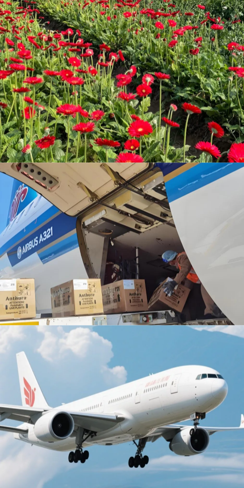 云南基地自建供应链